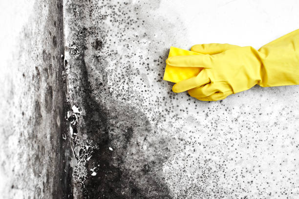 Best Emergency Mold Removal  in Triangle, VA