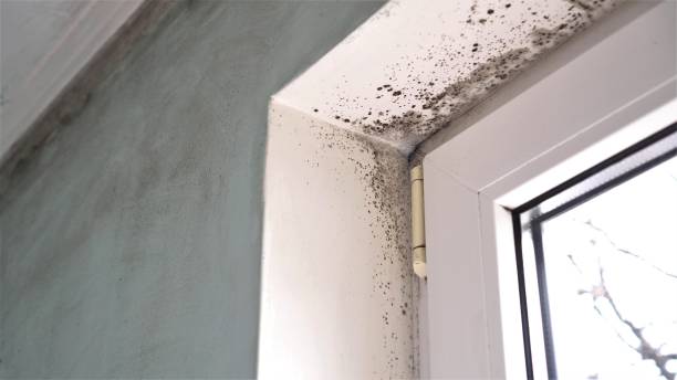 Best Best Mold Removal Companies  in Triangle, VA