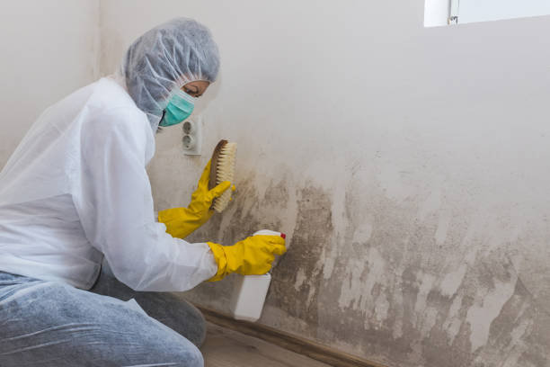 Attic Mold Removal in Triangle, VA