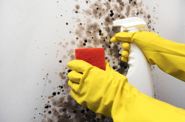 Best Water Damage Restoration  in Triangle, VA