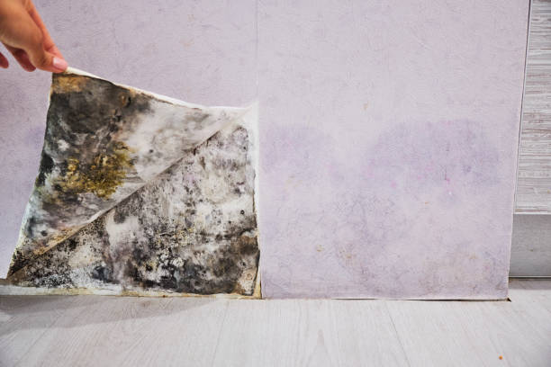 Best Office Mold Removal Services  in Triangle, VA